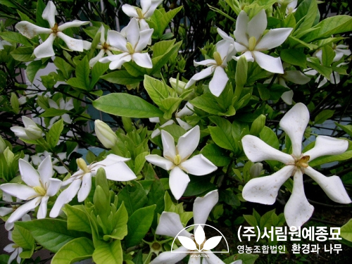 조경설계서림 이미지