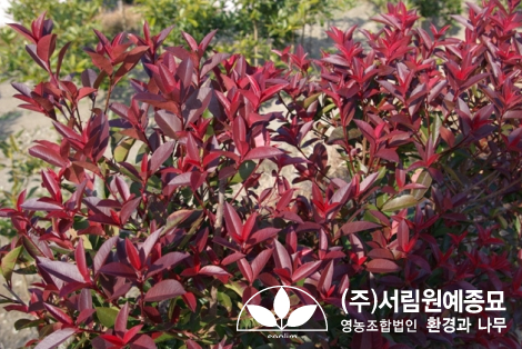 조경설계서림 이미지