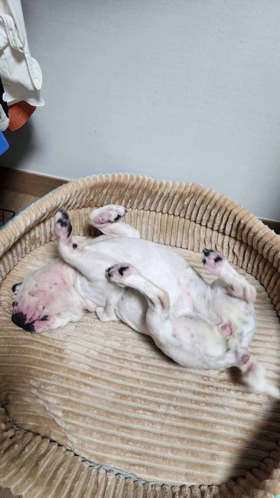 펫홀릭더라이프 이미지