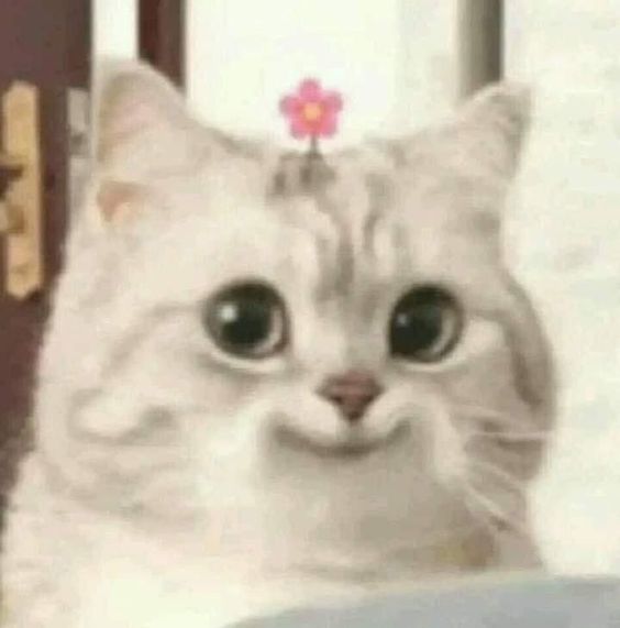 소신카츠 이미지