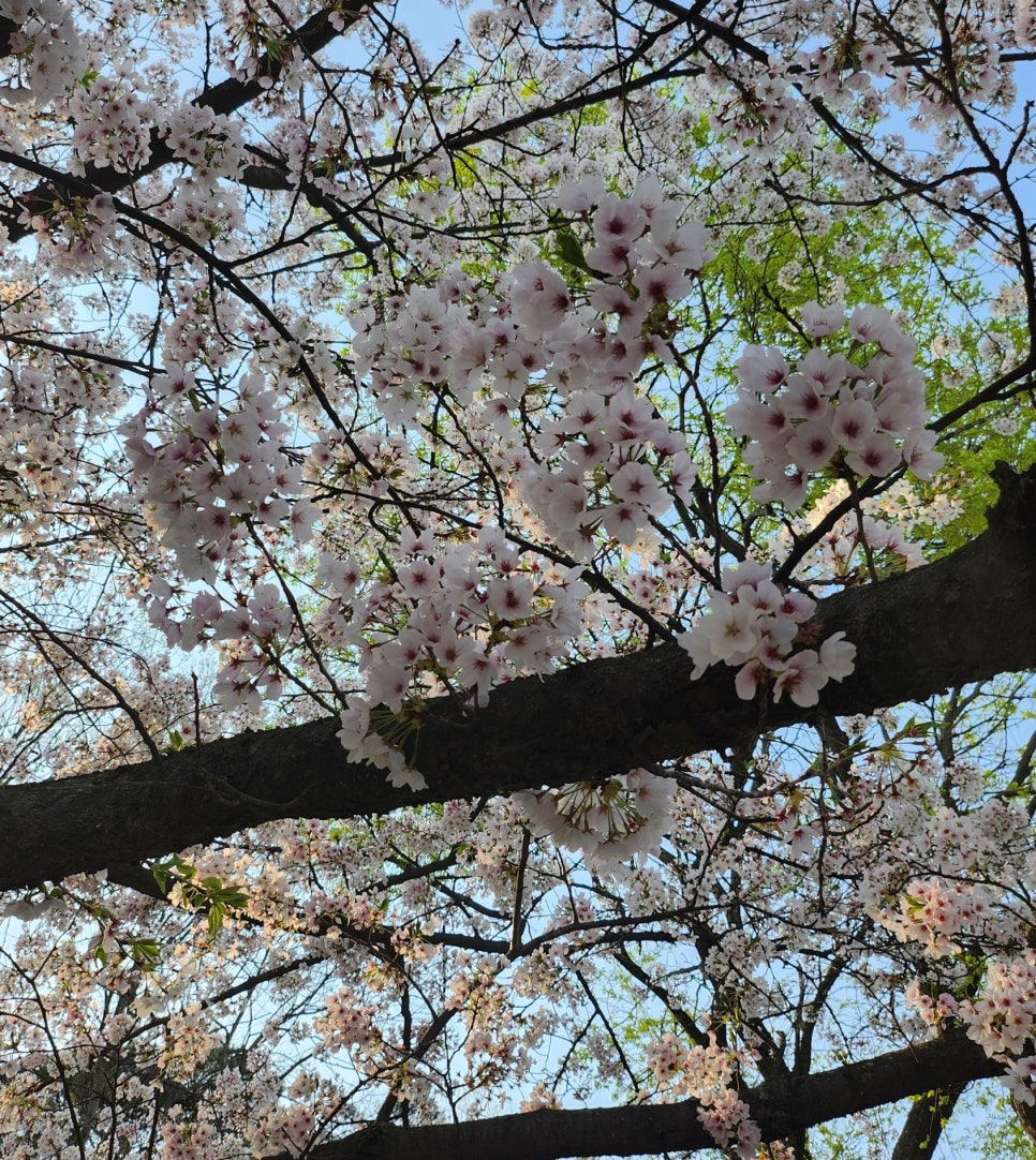 카페클라우든 이미지