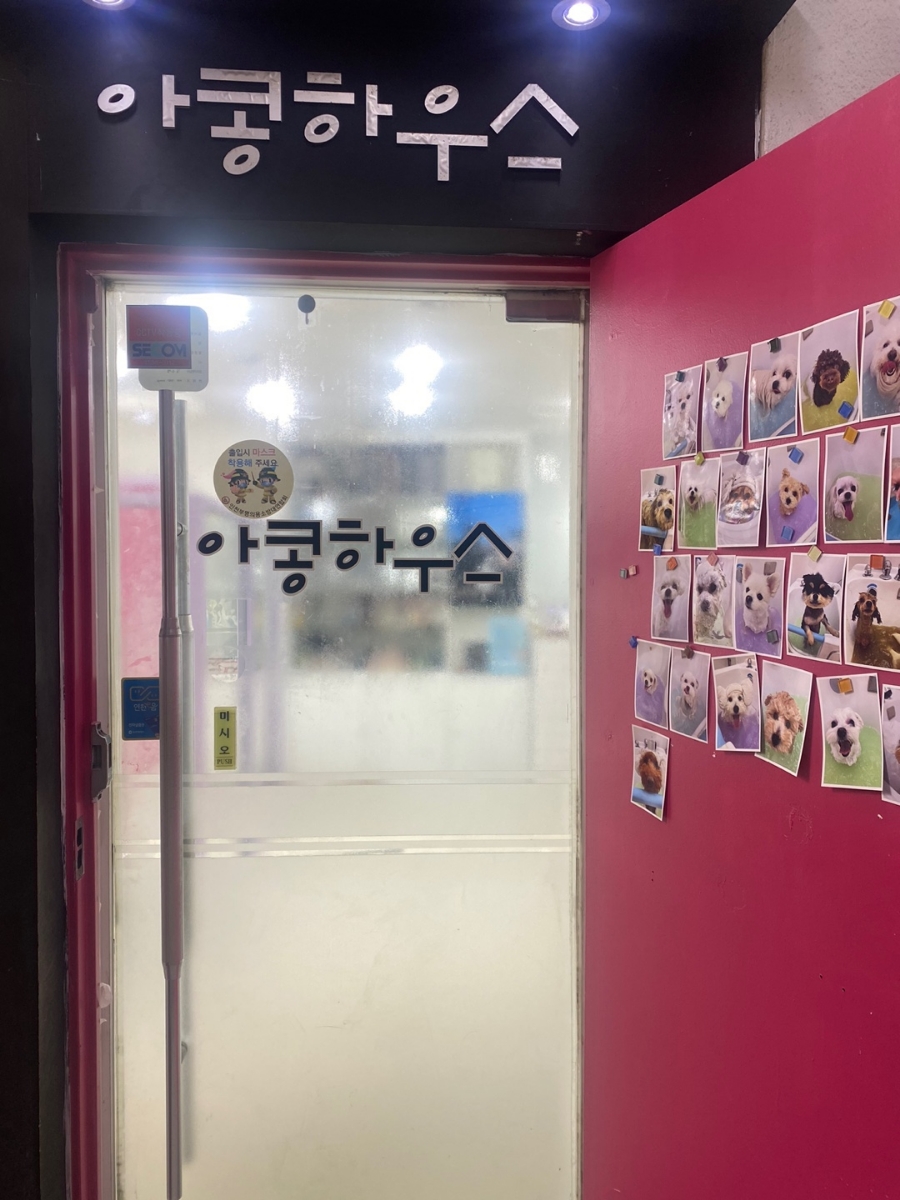 인천 부평 강아지 곰돌이컷 미용 후기 및 비용 — 사진 3