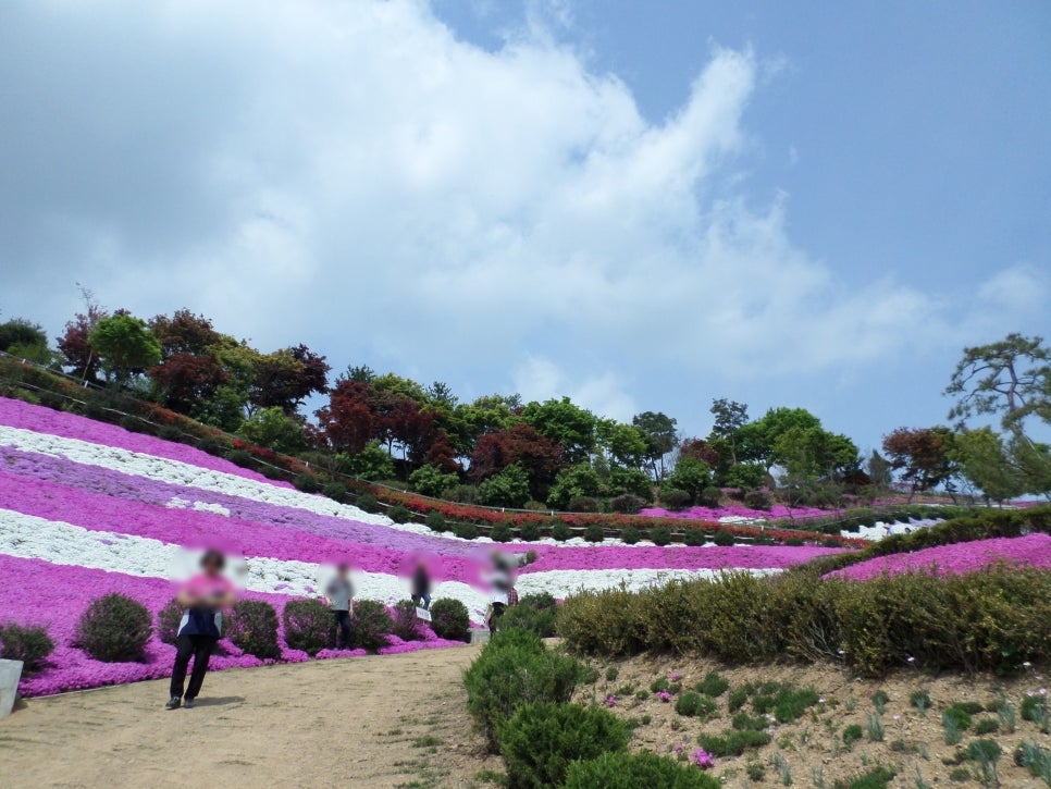 동산잔디 이미지
