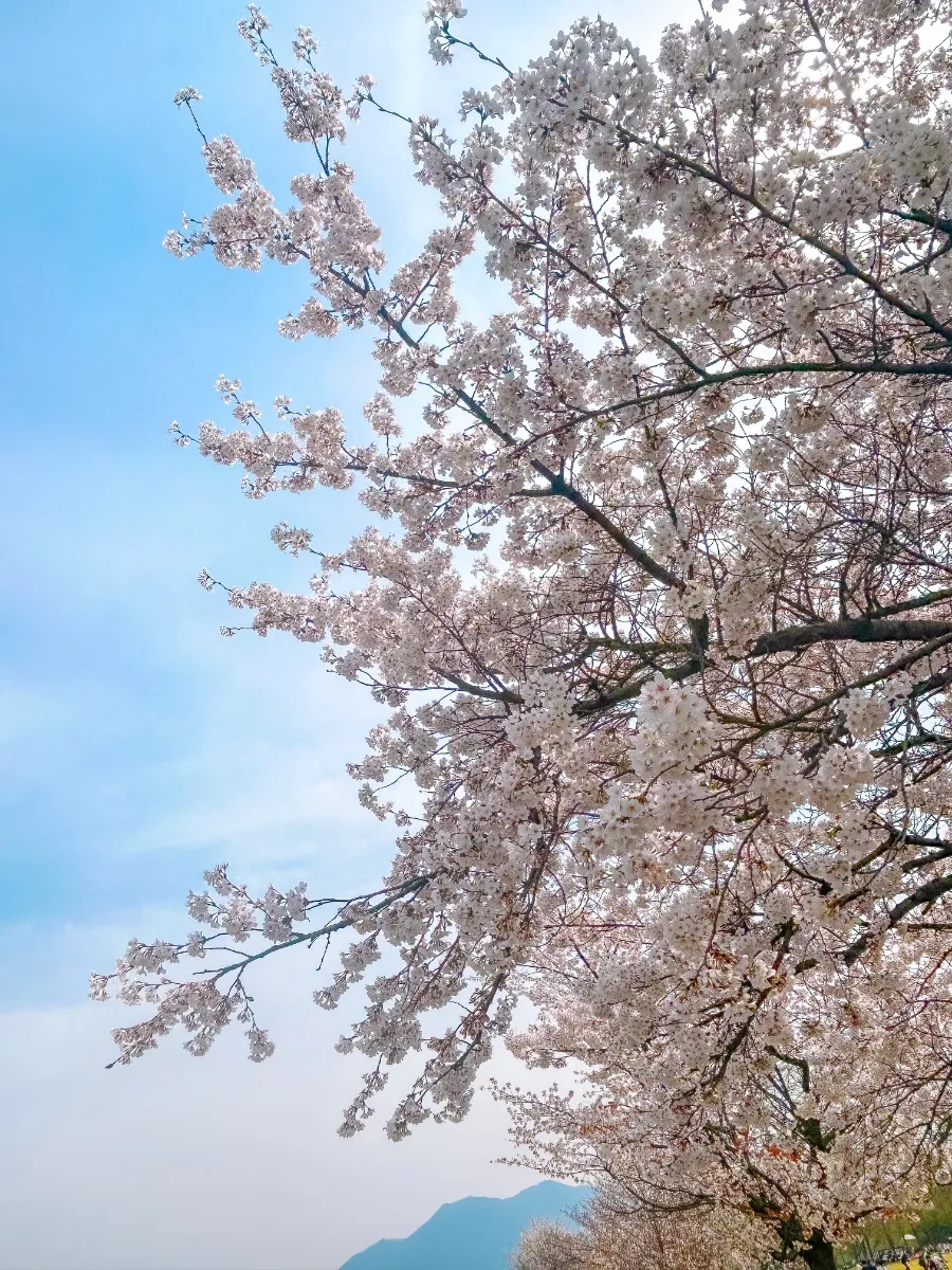 서래왕차돌 연천전곡점 이미지