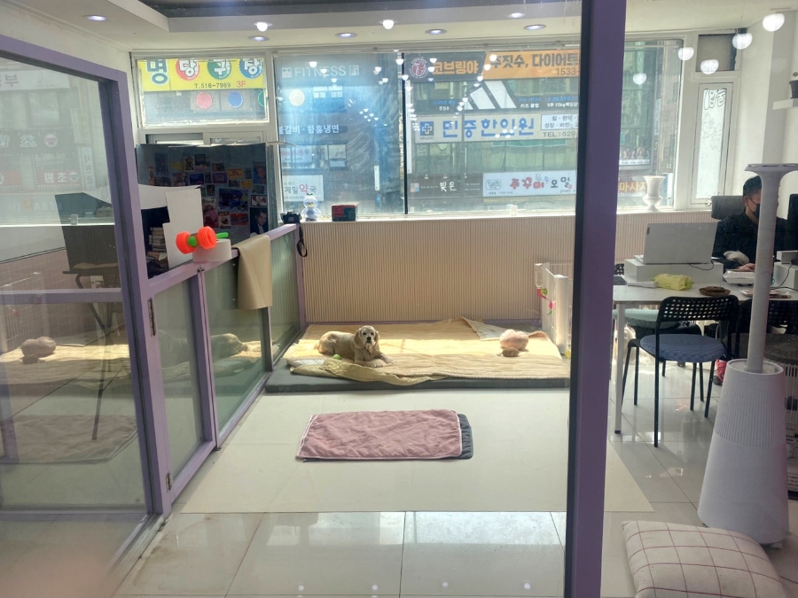인천 부평 강아지 곰돌이컷 미용 후기 및 비용 — 사진 4