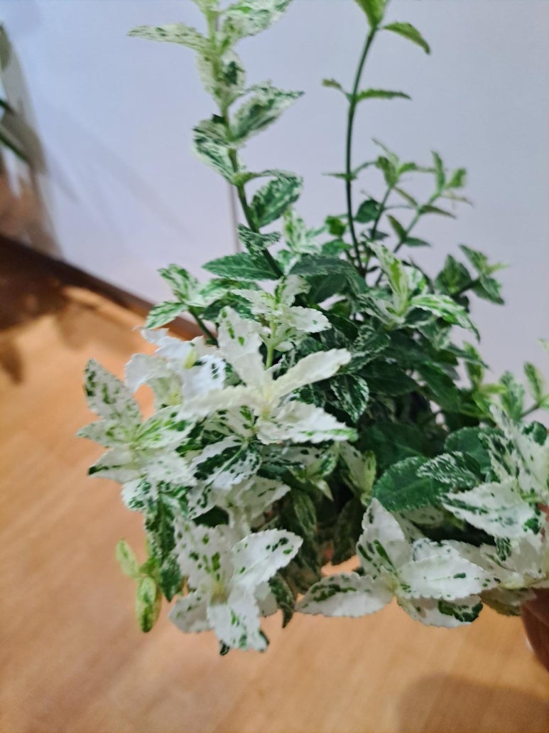 쩡아네정원 이미지
