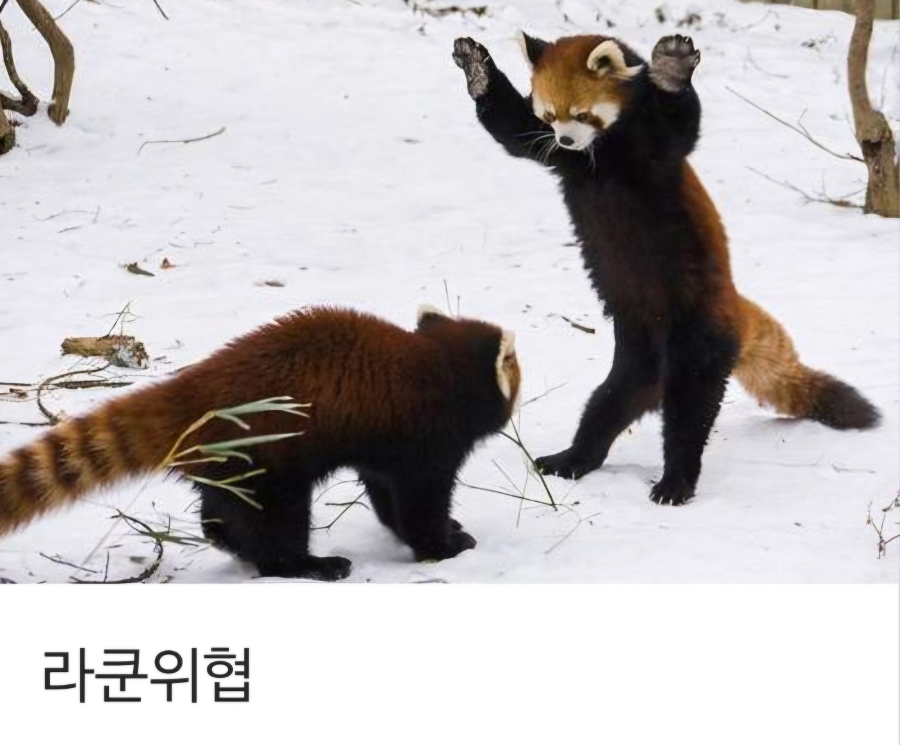그랜드정션 이미지