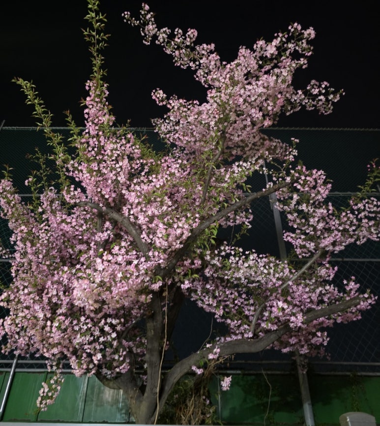 STEY 이미지