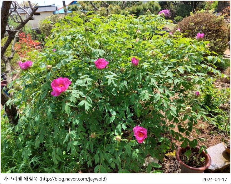 목단꽃이피었습니다. 이미지