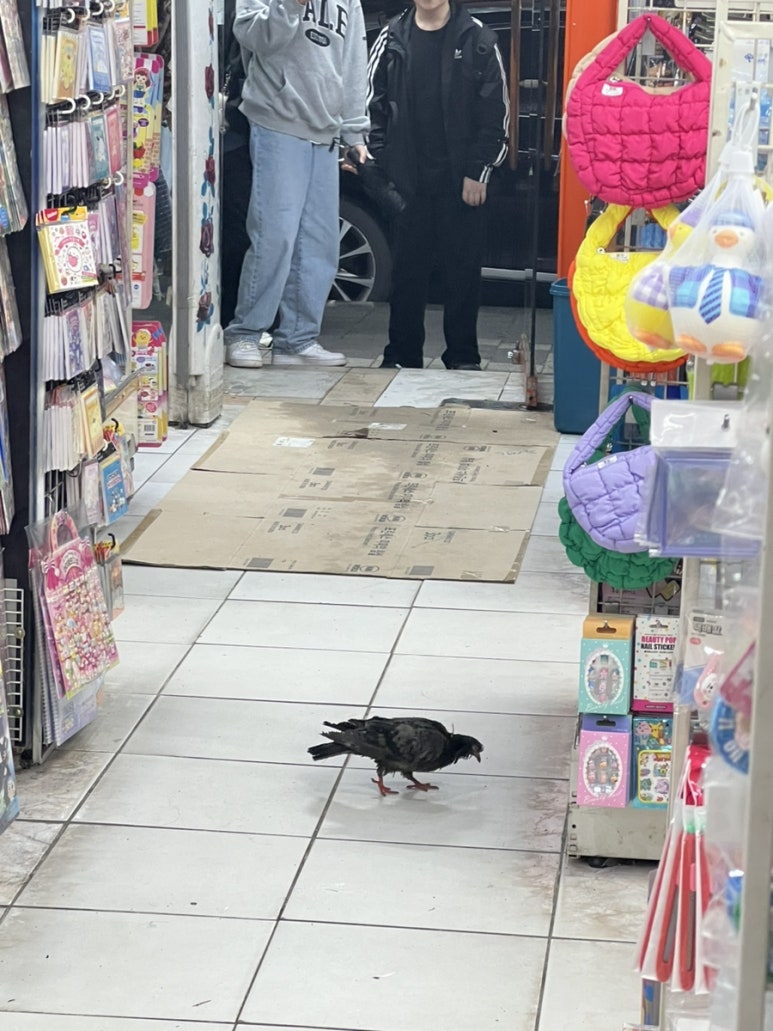 비둘기문구점 이미지