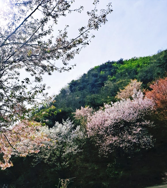 산꽃벚꽃오토캠핑장 이미지