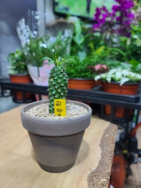 은영꽃화원 이미지