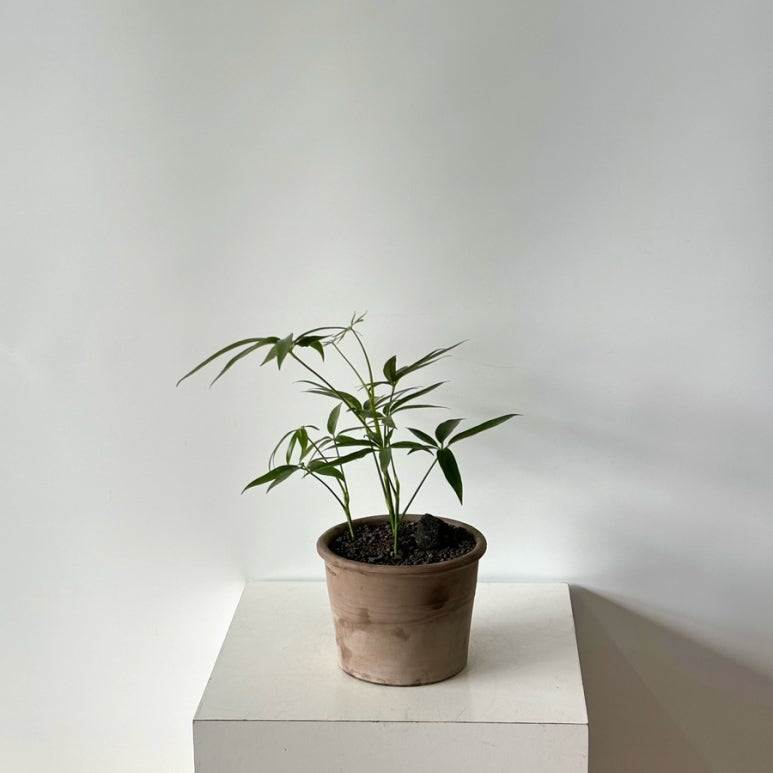 꽃바람화원 이미지
