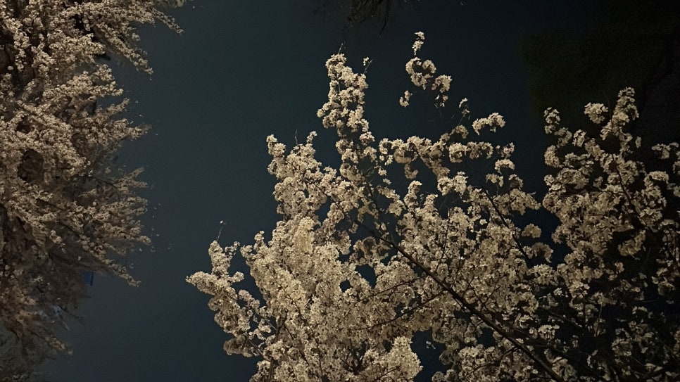 보문동치킨 이미지