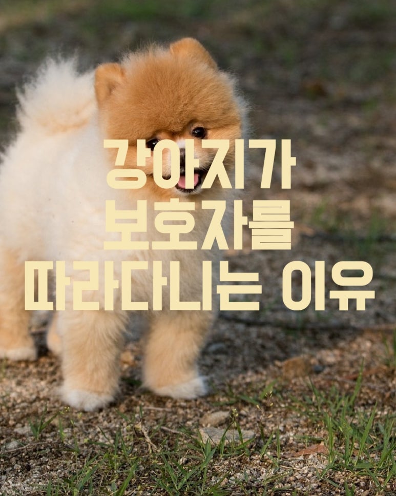 강아지가 보호자를 따라다니는 이유