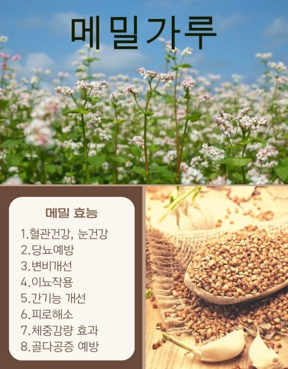 하늘찬도토리 이미지