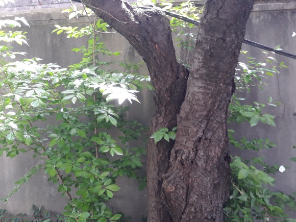 상산조경 이미지
