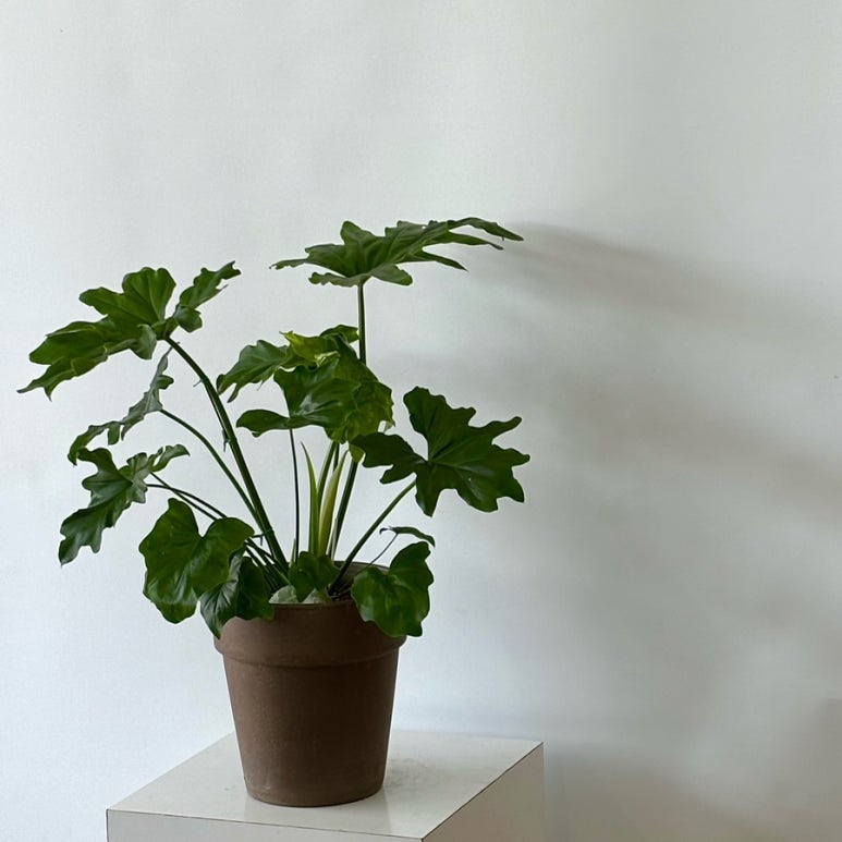 꽃바람화원 이미지