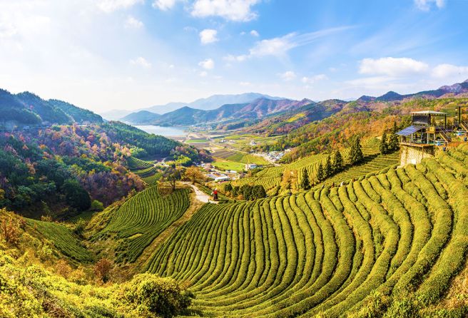 보성 이미지