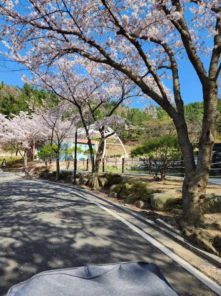 해맞이손칼국수 이미지