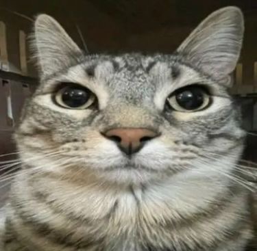 오하요 이미지