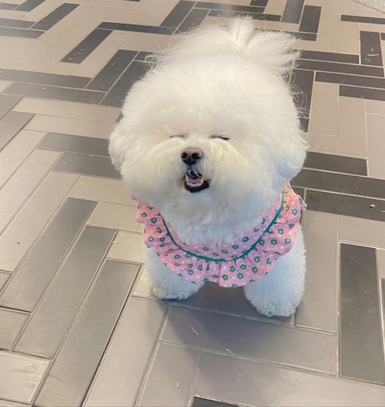 강아지가 배변 전 빙글빙글 도는 이유