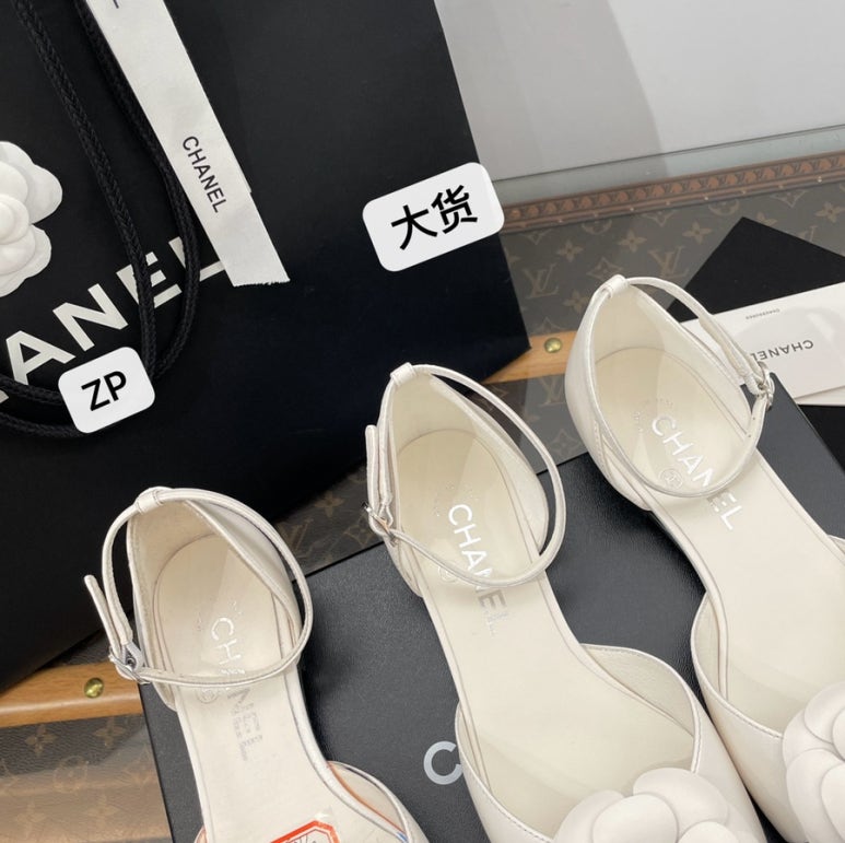 화이트카멜리아 이미지