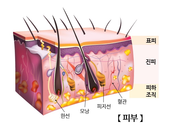 헤븐에스테틱 이미지