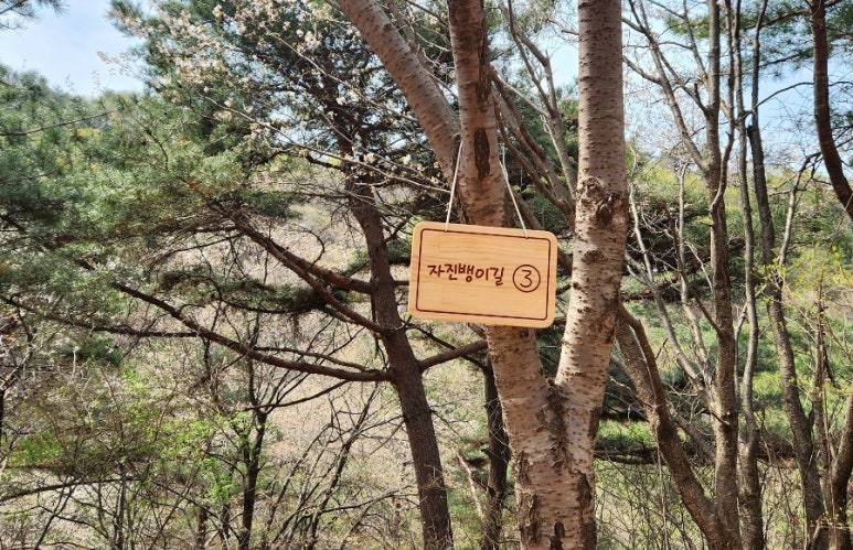 자진뱅이산벚꽃 이미지