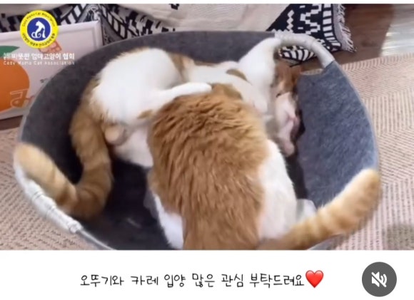 오뚜기정수기 이미지