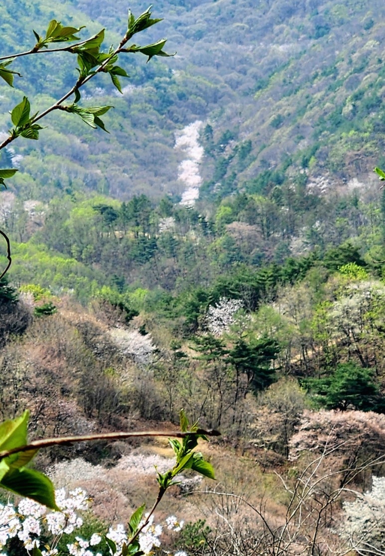 자진뱅이산벚꽃 이미지