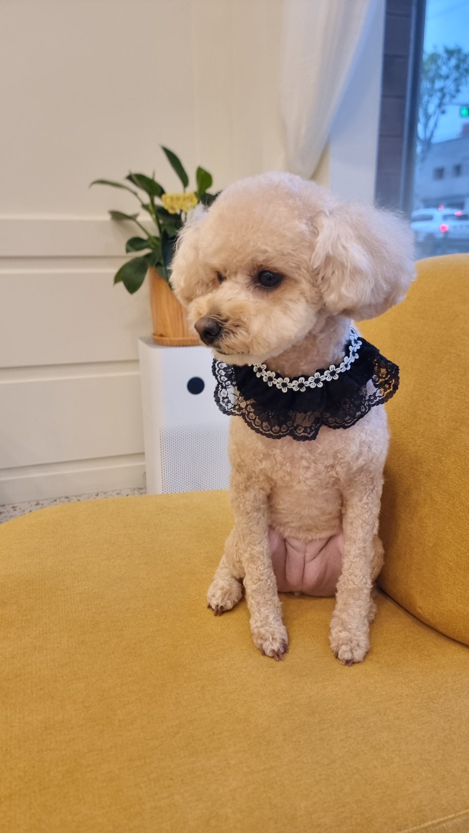 도그몽드 이미지