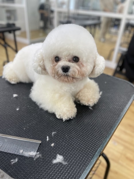 시흥탑애견미용학원 이미지