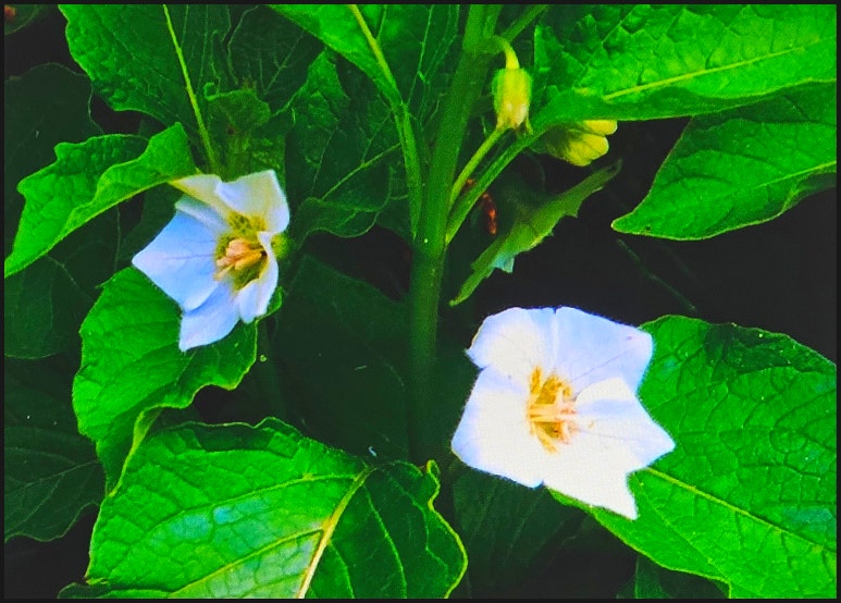 남경약초 이미지