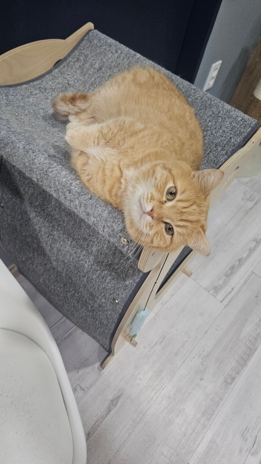 캣츠앤미 이미지
