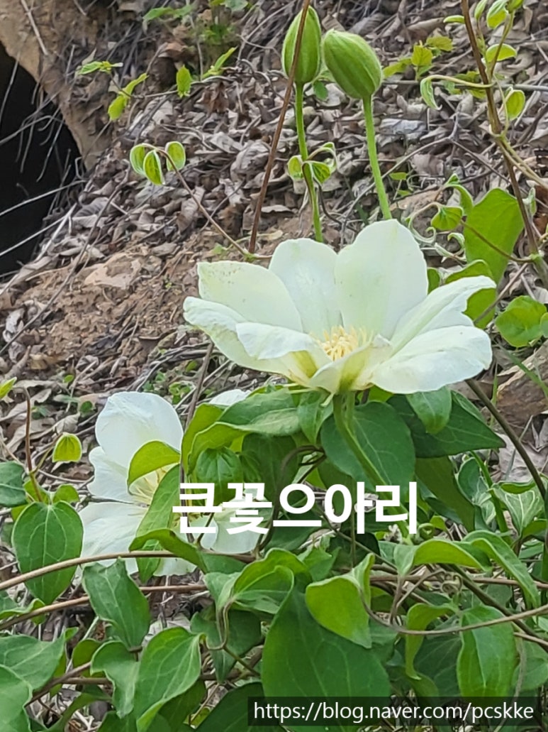 진영꽃농원 이미지