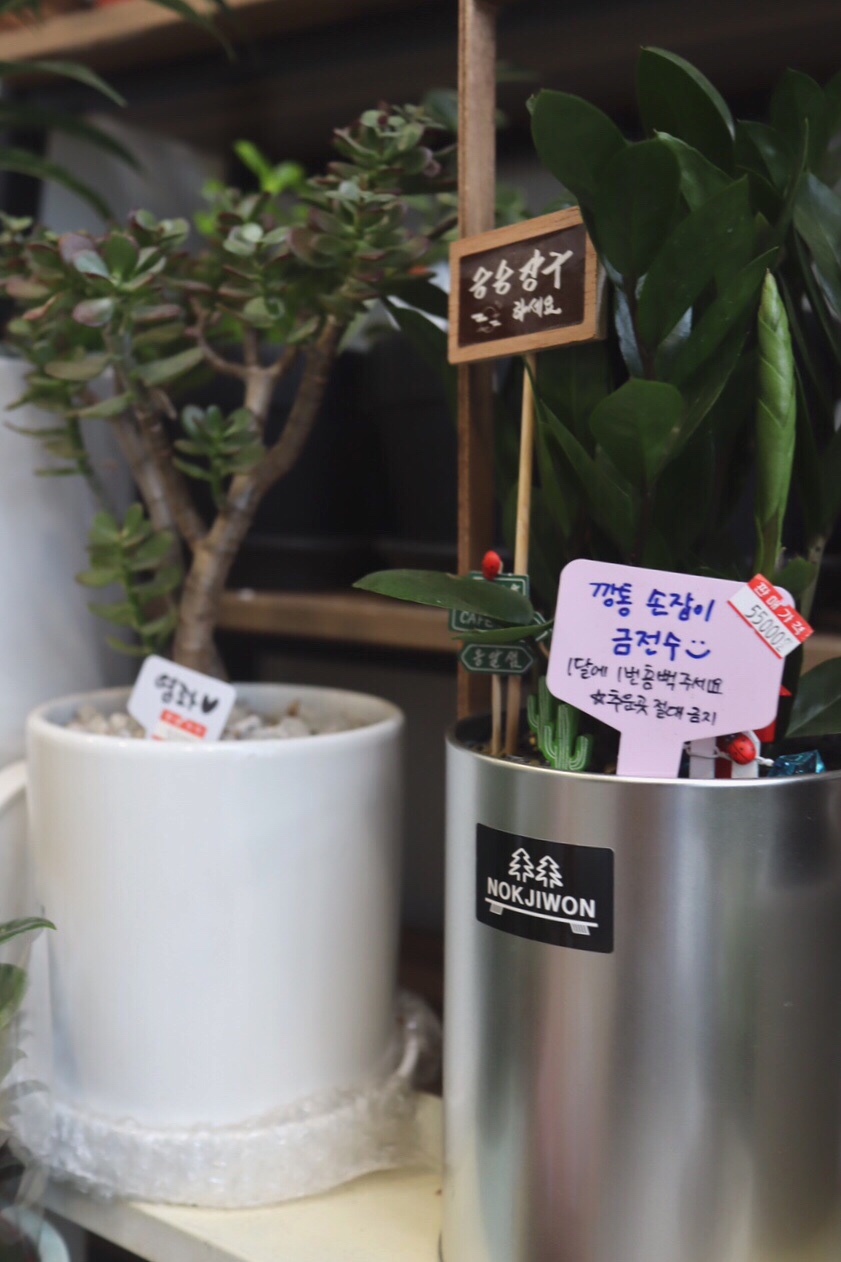 라마벨플라워 이미지