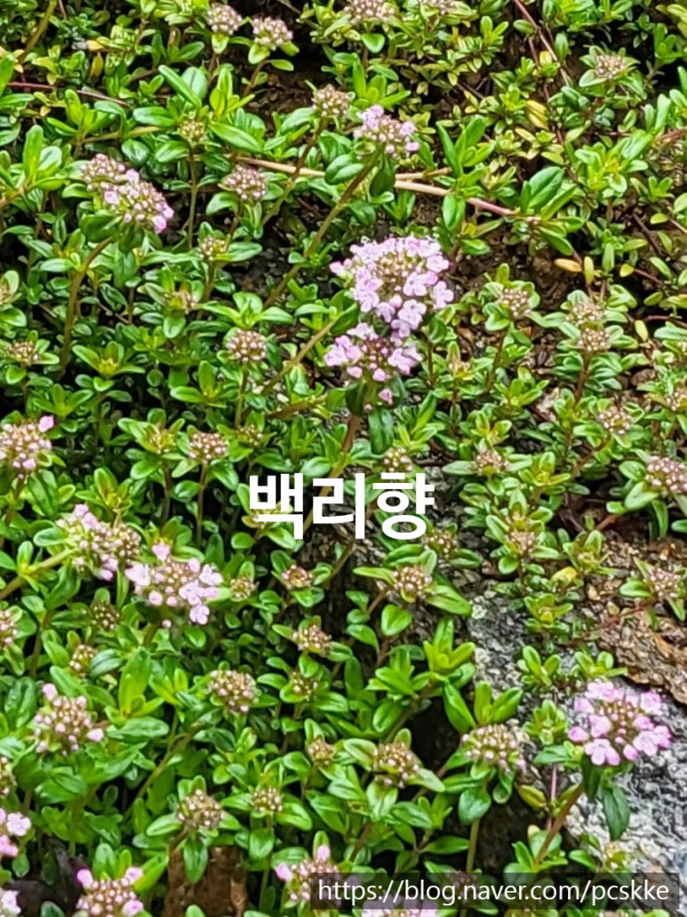 진영꽃농원 이미지