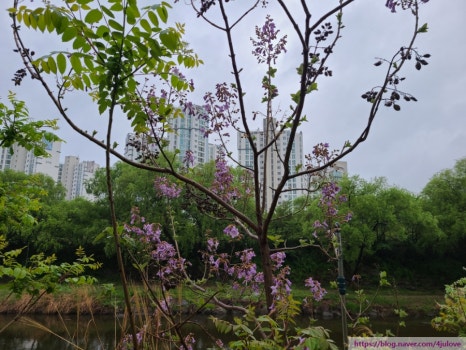 오동화랑 이미지