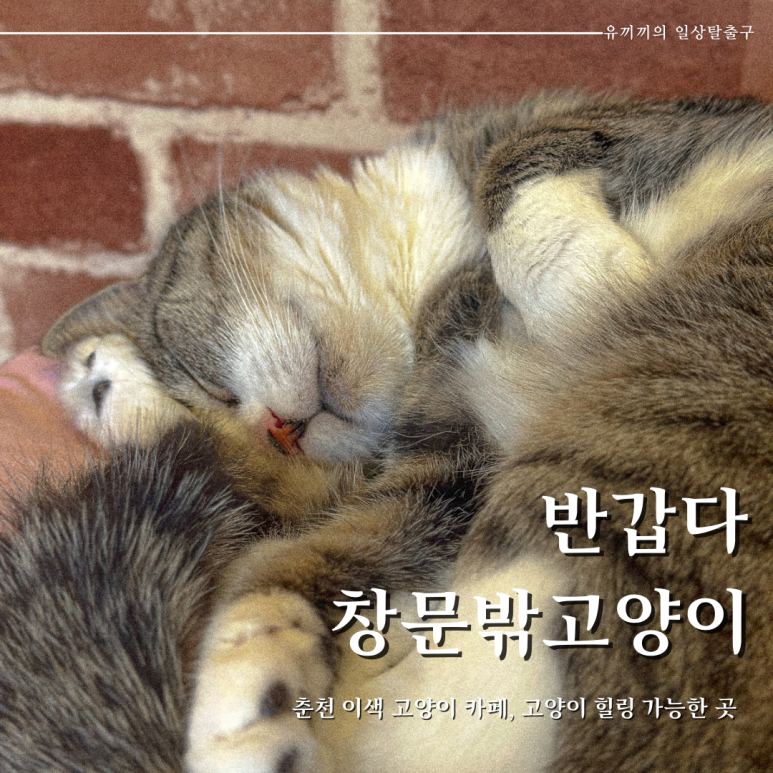 반갑다창문밖고양이 이미지