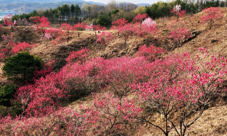 자진뱅이산벚꽃 이미지