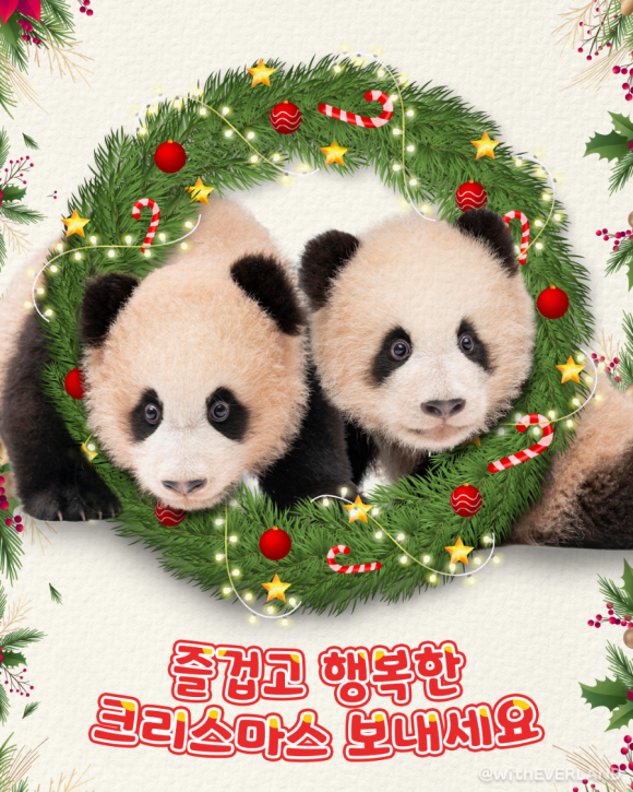 바오 이미지