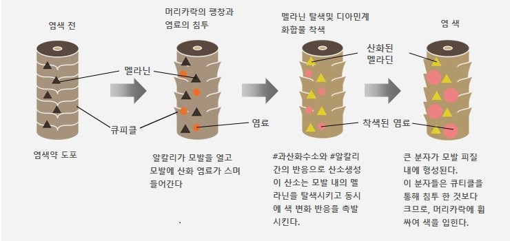 쿤헤어 이미지