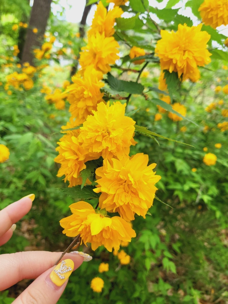 화산신발 이미지