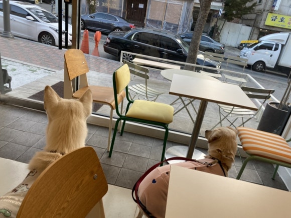 말랑콩떡 이미지