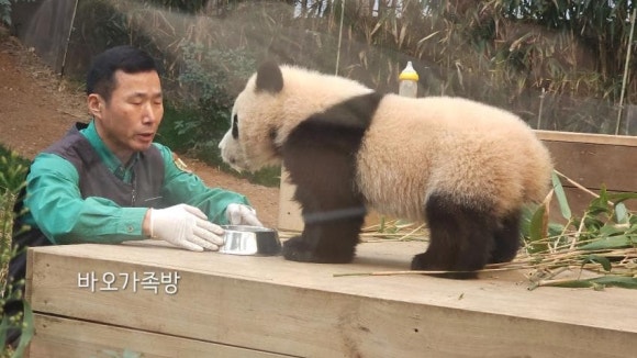 바오 이미지
