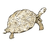 모모샘 이미지