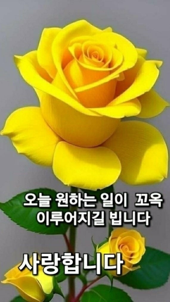 꿈아리 이미지