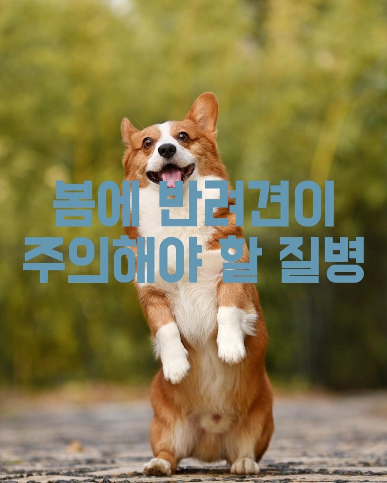 봄에 반려견이 주의해야 할 질병