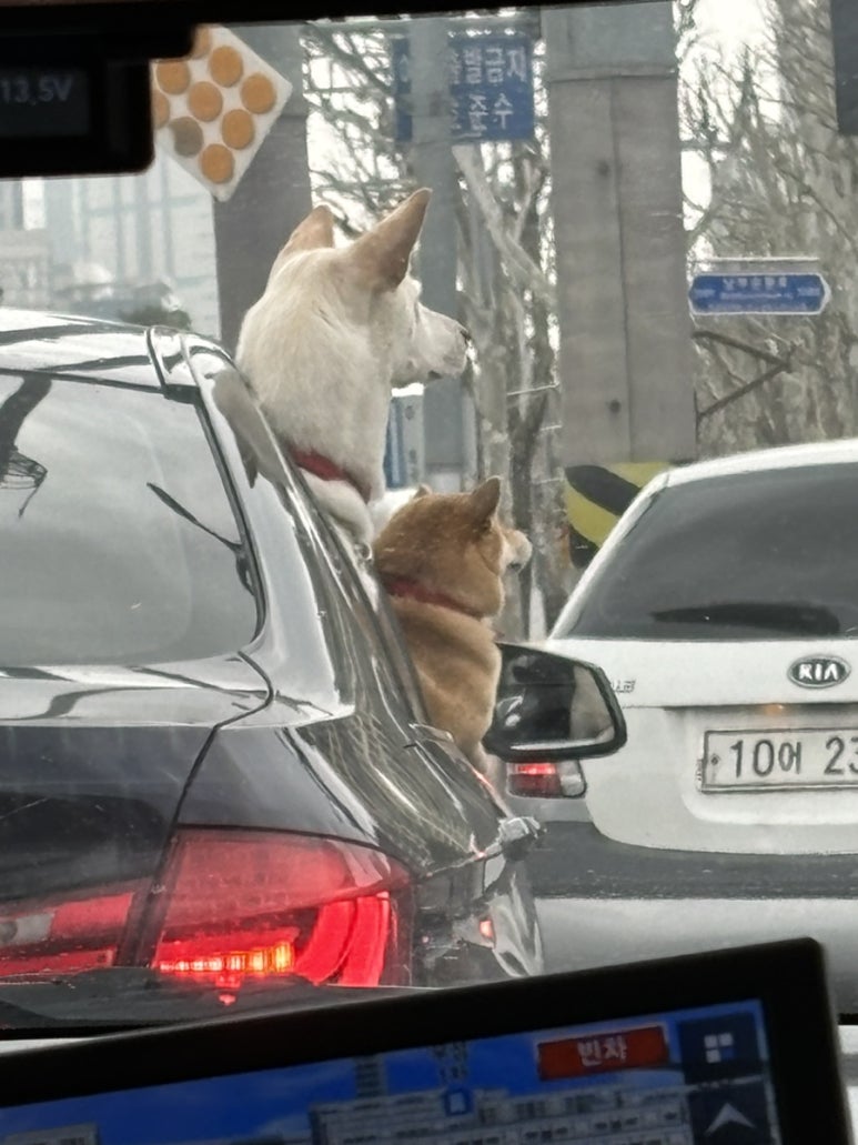 오랜만이닭 이미지